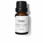 Aceite Esencial Daffoil Jengibre 10 ml de Daffoil, Aceites esenciales - Ref: S05117293, Precio: 15,80 €, Descuento: %